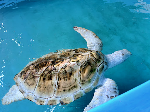 Photo from customer review